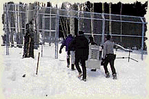 soft release acclimation pen  yellowstone national park wolf